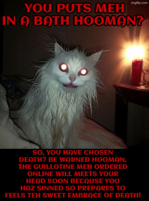 So, You Have Chosen Death? | You puts meh in a bath hooman? So, you have chosen death? Be warned hooman, the guillotine meh ordered online will meets your head soon because you haz sinned so prepares to feels teh sweet embrace of death! | image tagged in cats,so you have chosen death,you have sinned child prepare to feel the sweet embrace of death,angry wet cat | made w/ Imgflip meme maker