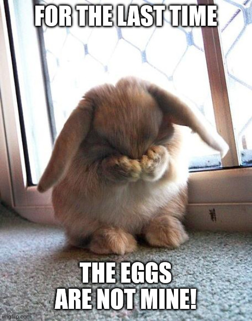 Rabbits are mammals, OK?!? | For the last time; The eggs are not mine! | image tagged in embarrassed bunny,memes,easter bunny,easter eggs,denial,it's magic | made w/ Imgflip meme maker