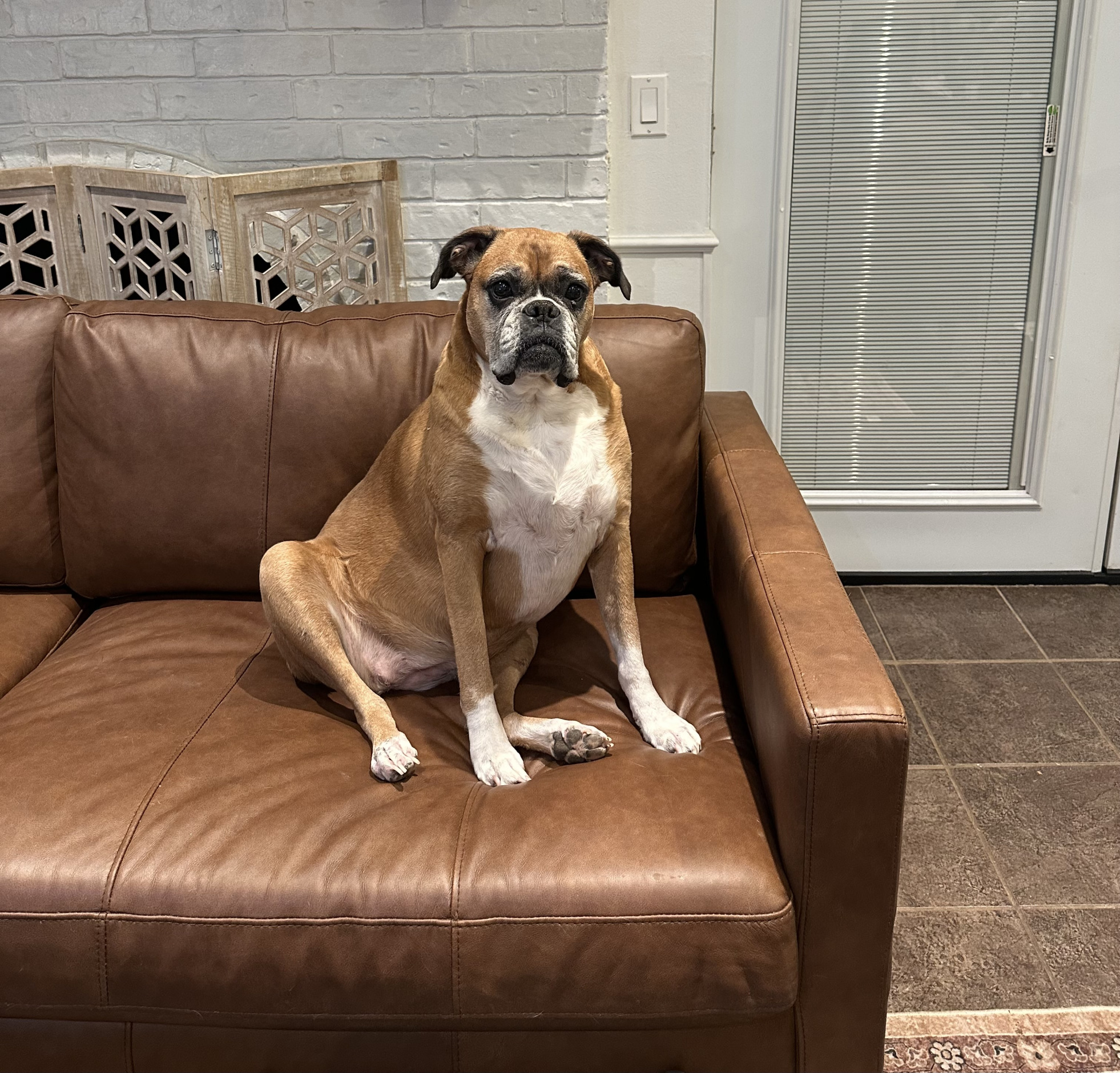 Ruby the judgemental boxer Blank Meme Template