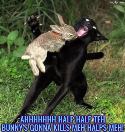 Halp teh bunny's gonna kills meh | Ahhhhhhh halp halp teh bunny's gonna kills meh halps meh! | image tagged in cats,funny cats,black cat,bunny,help me,kill me | made w/ Imgflip meme maker