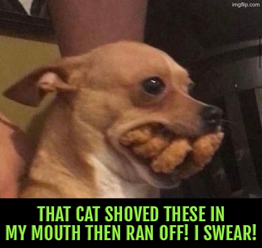 Cat Did It I Swear | That cat shoved these in my mouth then ran off! I swear! | image tagged in dogs,funny dogs,cats,thief,liar liar,totally busted | made w/ Imgflip meme maker