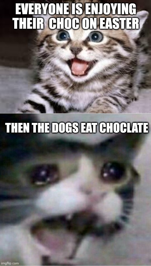 Everyone is enjoying their  choc on easter; Then the dogs eat choclate | image tagged in happy cat,crying cat | made w/ Imgflip meme maker