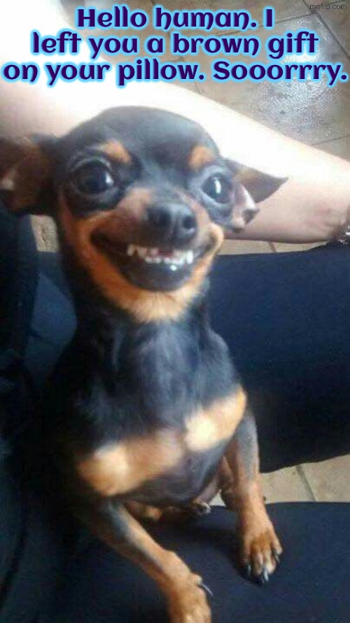 A Brown Gift | Hello human. I left you a brown gift on your pillow. Sooorrry. | image tagged in dogs,funny dogs,laughing dog,poop,i'm sorry,guilty | made w/ Imgflip meme maker