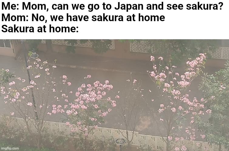 Still looks pretty good though | Me: Mom, can we go to Japan and see sakura?
Mom: No, we have sakura at home
Sakura at home: | image tagged in memes,sakura,mom can we get x,trees,spring | made w/ Imgflip meme maker