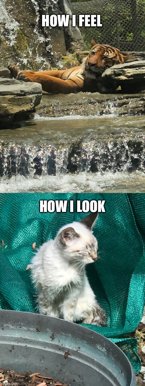 Tiger - Wet tiger | How I feel; How I look | image tagged in how i think i look | made w/ Imgflip meme maker