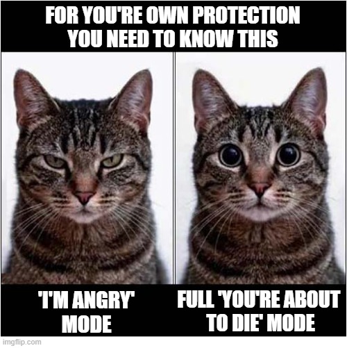 Watch Those Eyes ! | for you're own protection
you need to know this; full 'you're about 
to die' mode; 'i'm angry'
mode | image tagged in cats,facial expressions,angry,kill | made w/ Imgflip meme maker