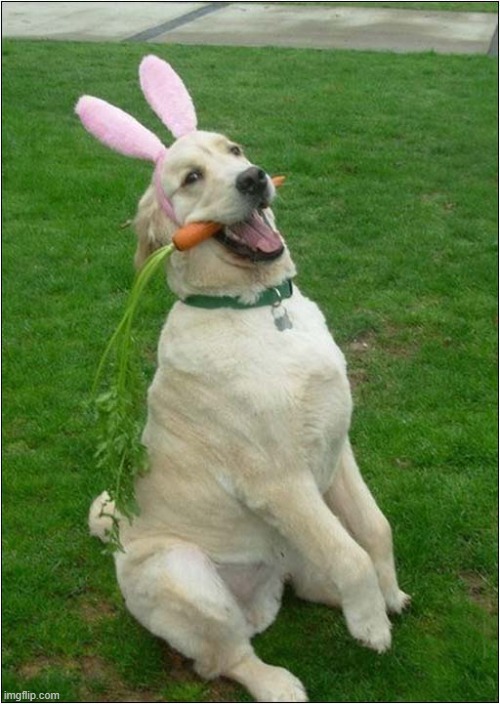 Happy Easter ! | image tagged in dogs,happy easter,easter bunny | made w/ Imgflip meme maker