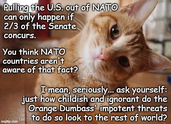 Heya, Trump-cult kids, have you considered this? | Pulling the U.S. out of NATO
can only happen if
2/3 of the Senate
concurs. You think NATO
countries aren't
aware of that fact? I mean, seriously... ask yourself:
just how childish and ignorant do the
Orange Dumbass' impotent threats
to do so look to the rest of world? | image tagged in curious question cat,trump unfit unqualified dangerous,ignorant,clown | made w/ Imgflip meme maker