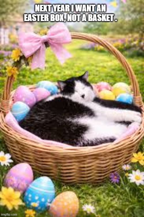 Cat want Easter boxes next year instead of Easter baskets. | Next year I want an easter box, not a basket . | image tagged in cat,kittens,funny,humor,easter,bunny | made w/ Imgflip meme maker
