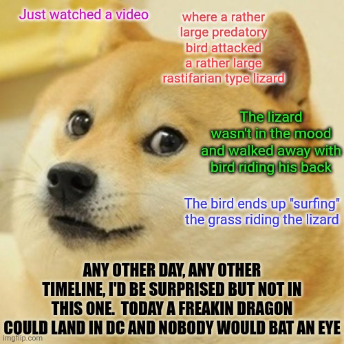 Still Laughing | Just watched a video; where a rather large predatory bird attacked a rather large rastifarian type lizard; The lizard wasn't in the mood and walked away with bird riding his back; The bird ends up "surfing" the grass riding the lizard; Any other day, any other timeline, I'd be surprised but not in this one.  Today a freakin dragon could land in DC and nobody would bat an eye | image tagged in memes,doge,meanwhile in florida,weird timeline,2026,what's going on | made w/ Imgflip meme maker