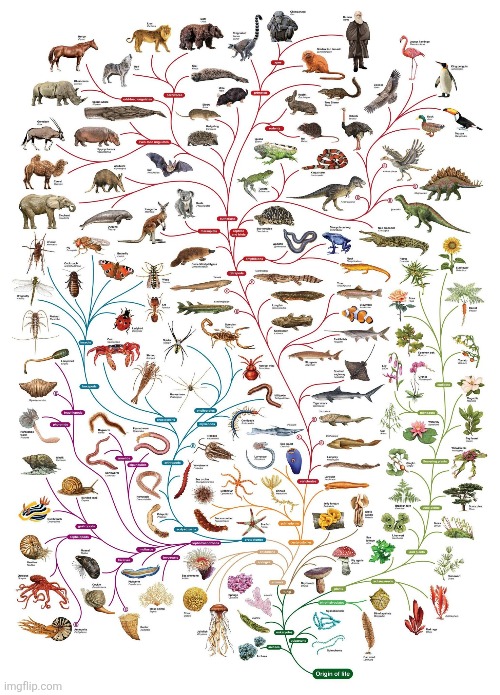 Animal Evolution Tree.mp3 | made w/ Imgflip meme maker