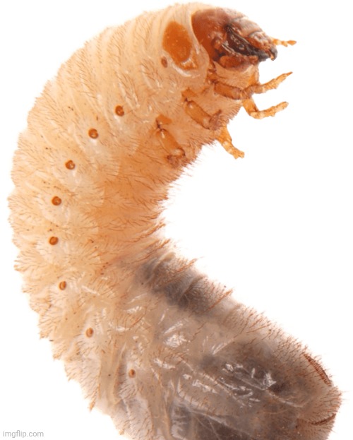 Grub | image tagged in grub | made w/ Imgflip meme maker