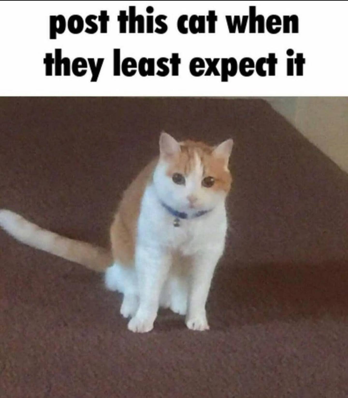 post this cat when they least expect it Blank Meme Template
