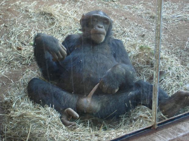 High Quality masturbating monkey Blank Meme Template