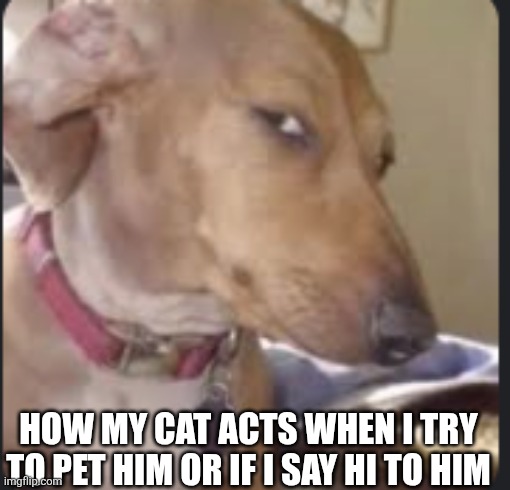 bombastic side eye | How my cat acts when I try to pet him or if I say hi to him | image tagged in bombastic side eye | made w/ Imgflip meme maker