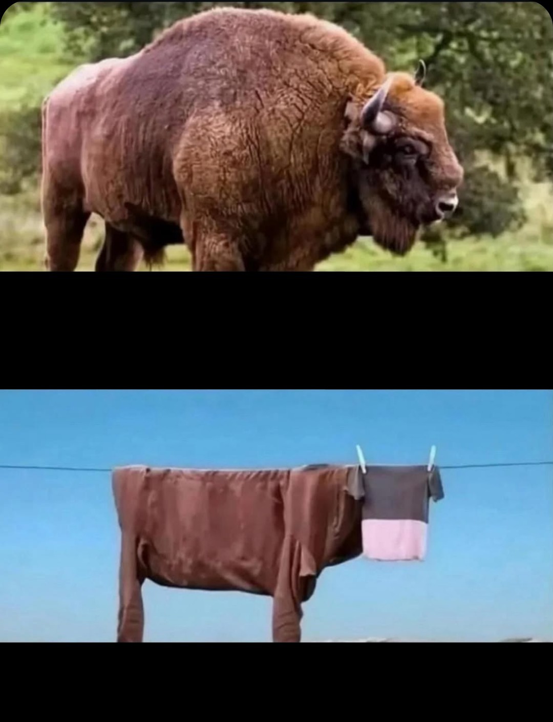 Buffalo and reality Blank Meme Template