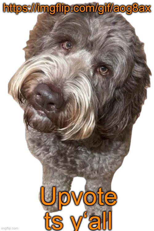 Northers Dog (Transparent) | https://imgflip.com/gif/aog8ax; Upvote ts y‘all | image tagged in northers dog transparent | made w/ Imgflip meme maker
