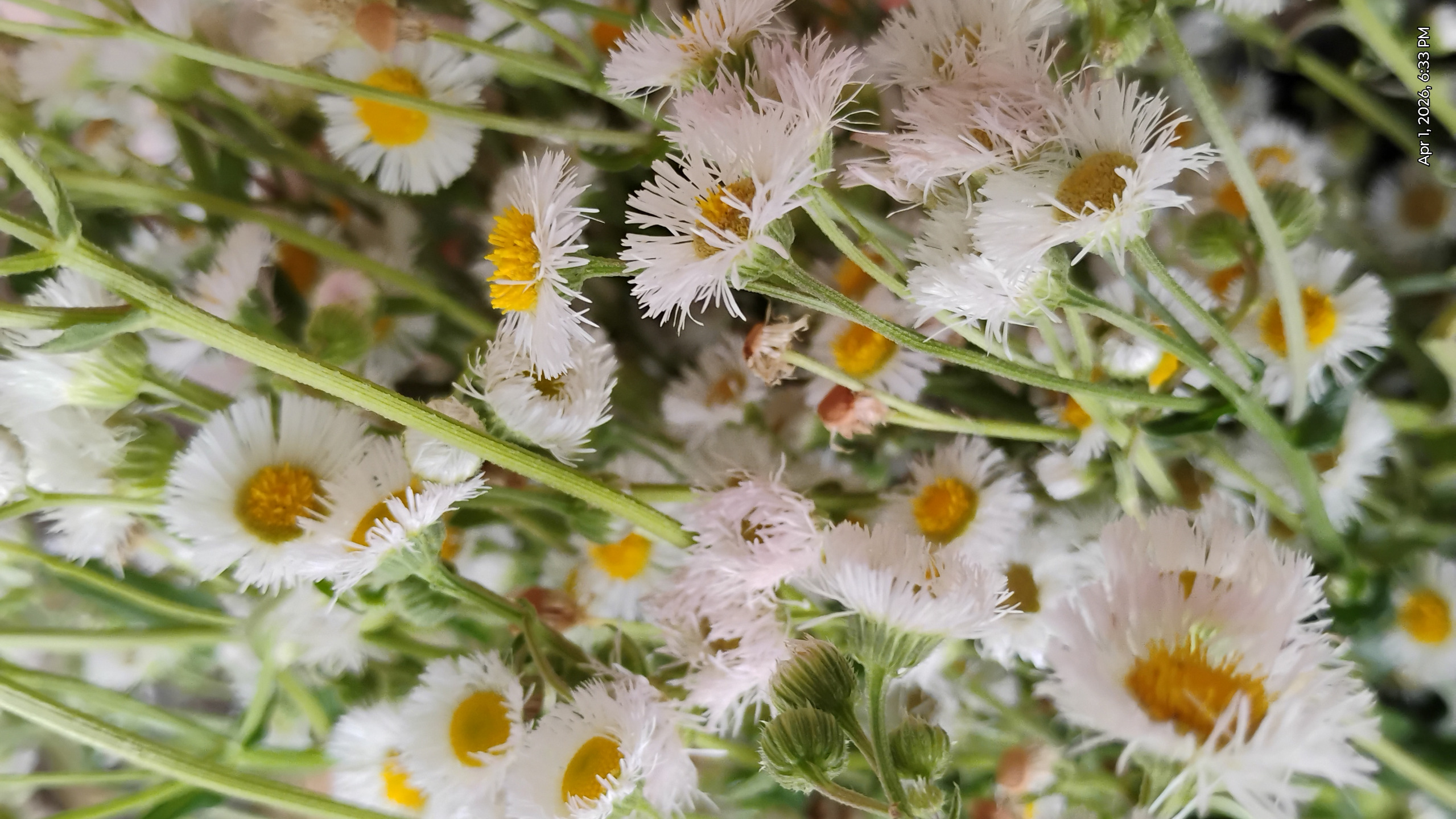 Wild Flowers Blank Meme Template