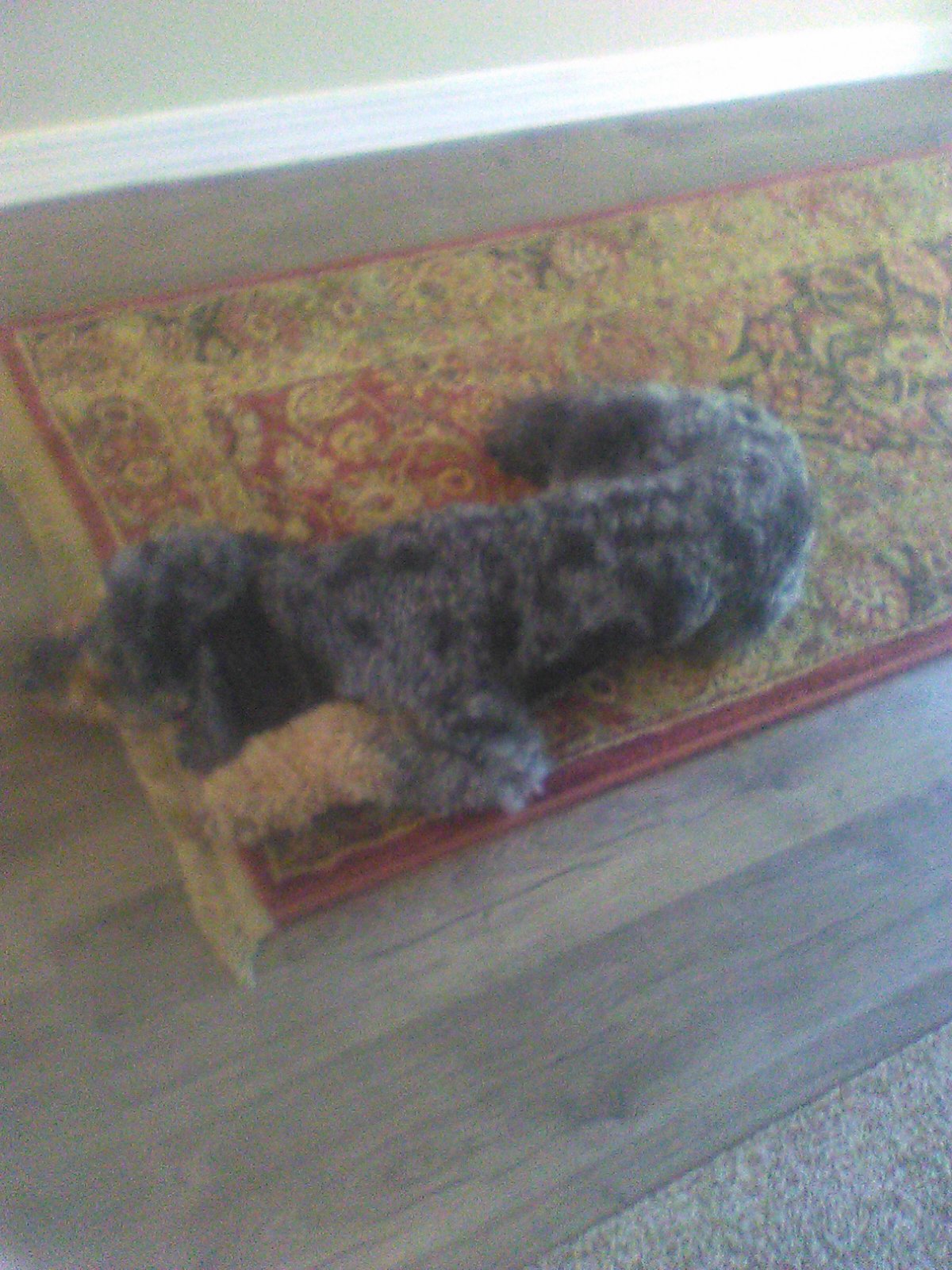 coco carver - image took on 4/5/2026 2:57pm Blank Meme Template