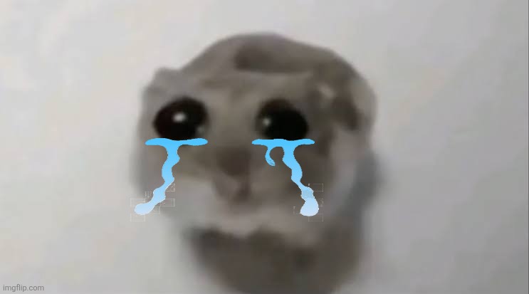 Sad Hamster | image tagged in sad hamster | made w/ Imgflip meme maker