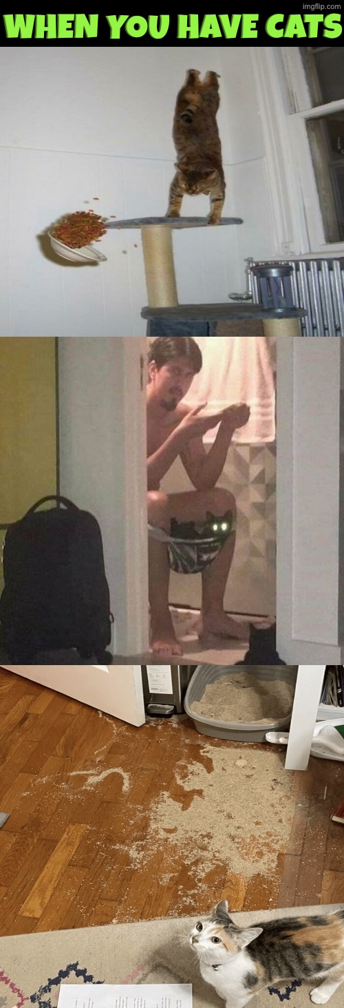 When You Have Cats | When you have cats | image tagged in cats,funny cats,in a nutshell,you have no power here,evil overlord rules,relatable memes | made w/ Imgflip meme maker