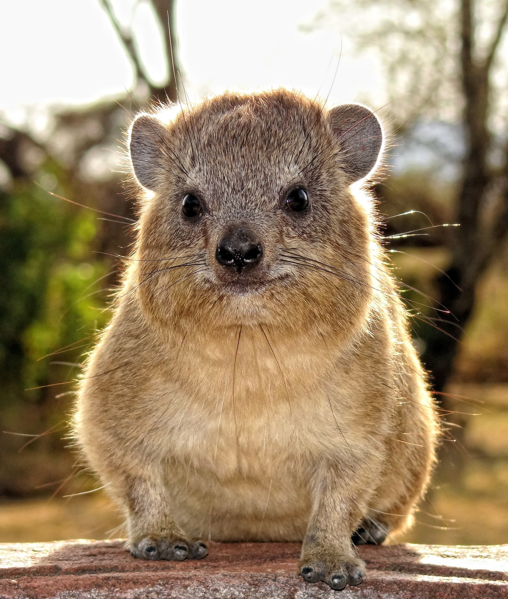 Hyrax Blank Meme Template