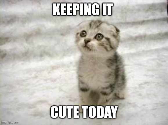 Keeping it cute | Keeping it; Cute today | image tagged in memes,sad cat,cute cat | made w/ Imgflip meme maker