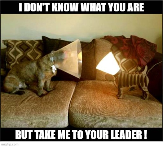 When Two 'Cones' Meet ! | I don't Know what you are; but Take Me To Your Leader ! | image tagged in cats,cones,meeting | made w/ Imgflip meme maker