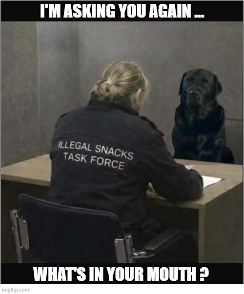 He Has The Right To Remain Silent ... | I'm asking you again ... what's in your mouth ? | image tagged in dogs,questions,treats,silence | made w/ Imgflip meme maker