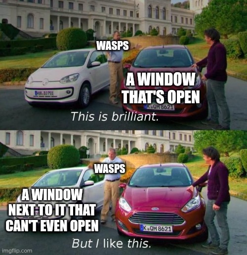 Wasps be like: | Wasps; A window that's open; Wasps; A window next to it that can't even open | image tagged in this is brilliant but i like this,wasp,memes,funny,relatable,dumb | made w/ Imgflip meme maker
