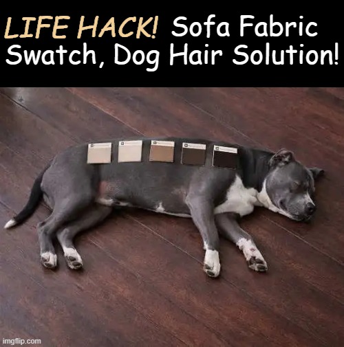 And Experts recommend rubbing your dog directly on the swatches to see how easily the hair lifts off... | LIFE HACK! Sofa Fabric 
Swatch, Dog Hair Solution! | image tagged in life hack,common sense,dog,solution,dog hair,advice | made w/ Imgflip meme maker