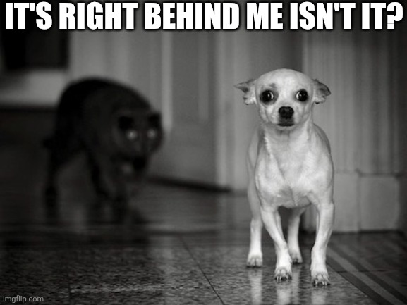 It's Right Behind Me Isn't It? | It's right behind me isn't it? | image tagged in chrisjoines1 | made w/ Imgflip meme maker