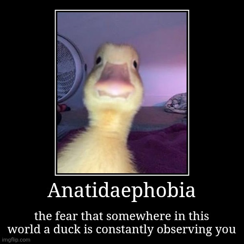 anatidaephobia | Anatidaephobia | the fear that somewhere in this world a duck is constantly observing you | image tagged in funny,demotivationals | made w/ Imgflip demotivational maker