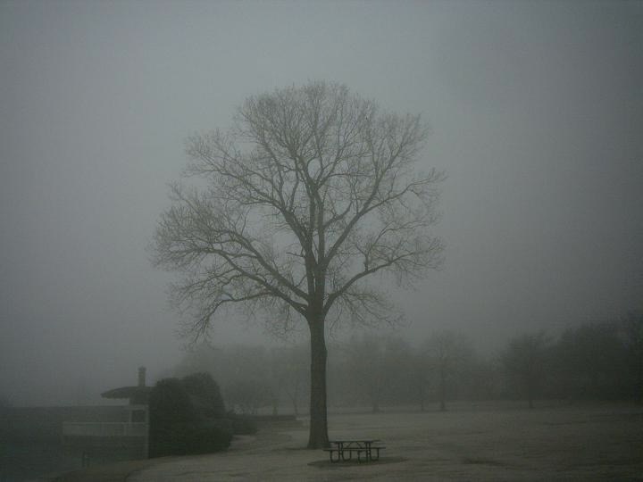 Tree Mirror Image Mode Blank Meme Template