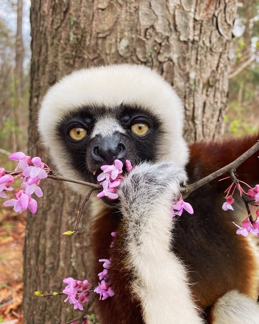 Coquerel’s sifaka is a unique species of lemur, native only to Madagascar. | image tagged in photography,lemur | made w/ Imgflip meme maker
