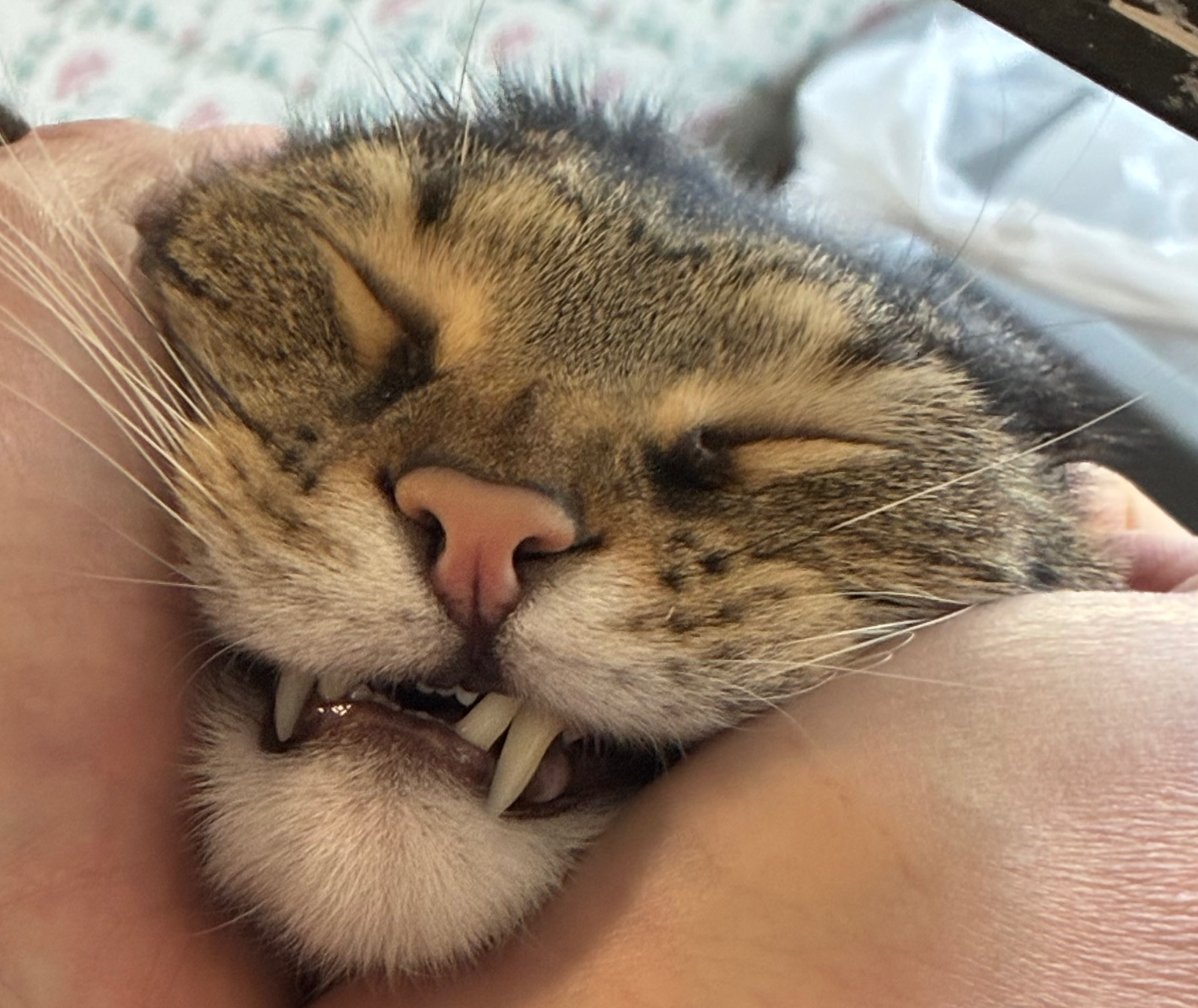 Squished cat Blank Meme Template