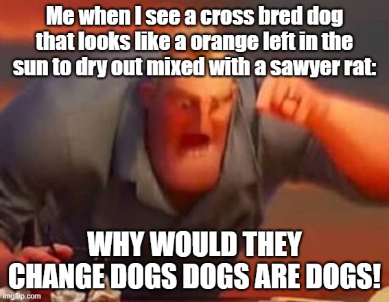 Mr incredible mad | Me when I see a cross bred dog that looks like a orange left in the sun to dry out mixed with a sawyer rat:; Why would they change dogs dogs are dogs! | image tagged in mr incredible mad | made w/ Imgflip meme maker