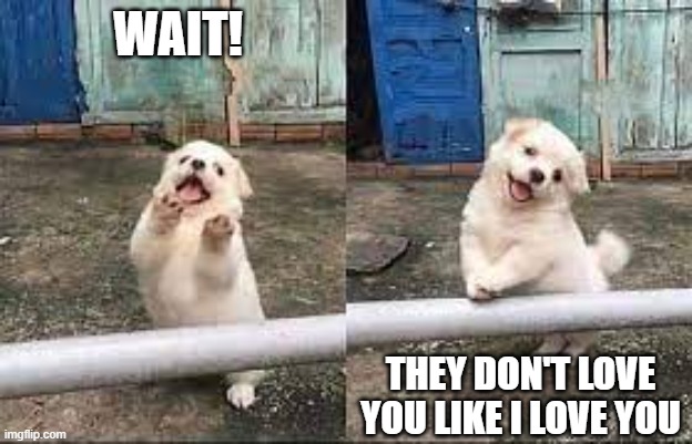 Wait! Stop scrolling! | wait! They don't love you like i love you | image tagged in wait stop scrolling | made w/ Imgflip meme maker