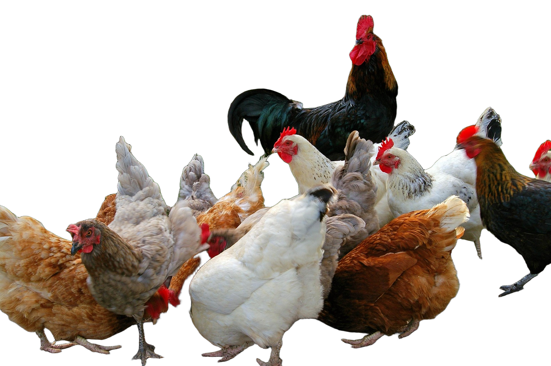 Oops all chickens Blank Meme Template