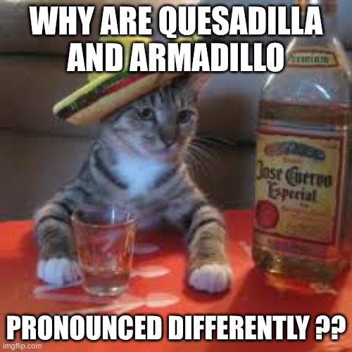 deep tequila thoughts | why are quesadilla and armadillo; pronounced differently ?? | image tagged in tequila cat,armadillo,quesadilla | made w/ Imgflip meme maker
