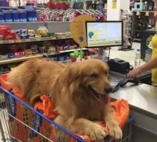 Sneaking a secret item into the cart | image tagged in dogs,aww | made w/ Imgflip meme maker