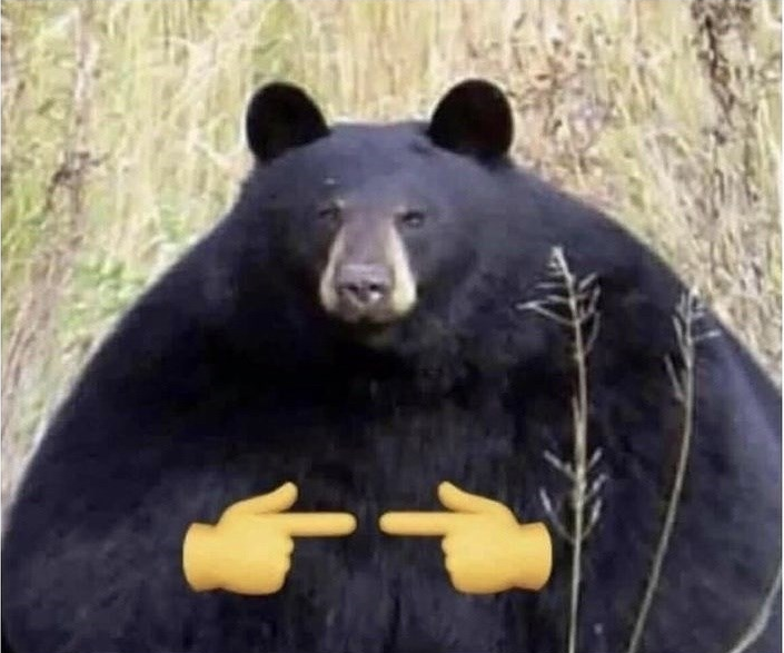 shy bear Blank Meme Template