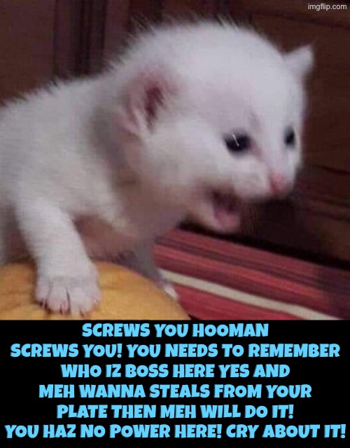 You Haz No Power Here | Screws you hooman screws you! You needs to remember who iz boss here yes and meh wanna steals from your plate then meh will do it! You haz no power here! Cry about it! | image tagged in cats,angry cat,cute kitten,cry about it,you have no power here,thief | made w/ Imgflip meme maker