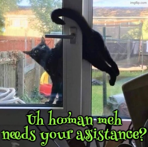 Your Assistance | Uh hooman meh needs your assistance? | image tagged in cats,funny cats,black cat,mischief,help me,stuck | made w/ Imgflip meme maker