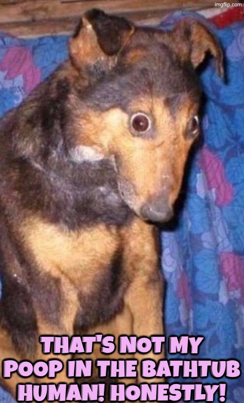 Honestly? I Think Not! | That's not my poop in the bathtub human! Honestly! | image tagged in dogs,funny dogs,guilty,liar liar,dog poop,honesty | made w/ Imgflip meme maker