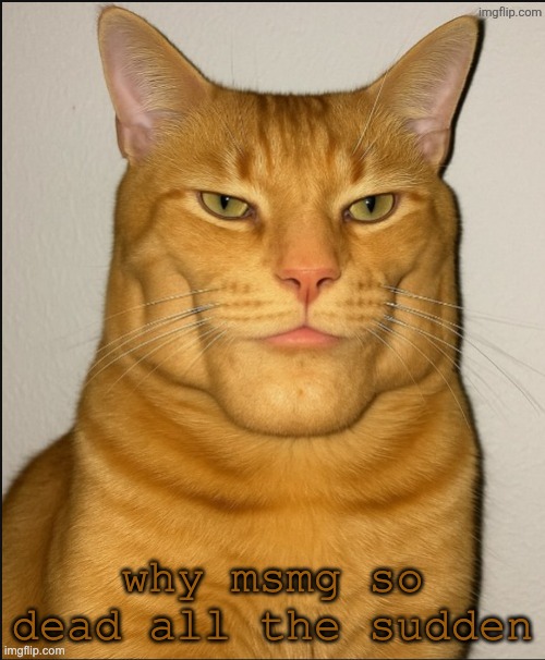 chad cat | why msmg so dead all the sudden | image tagged in chad cat | made w/ Imgflip meme maker