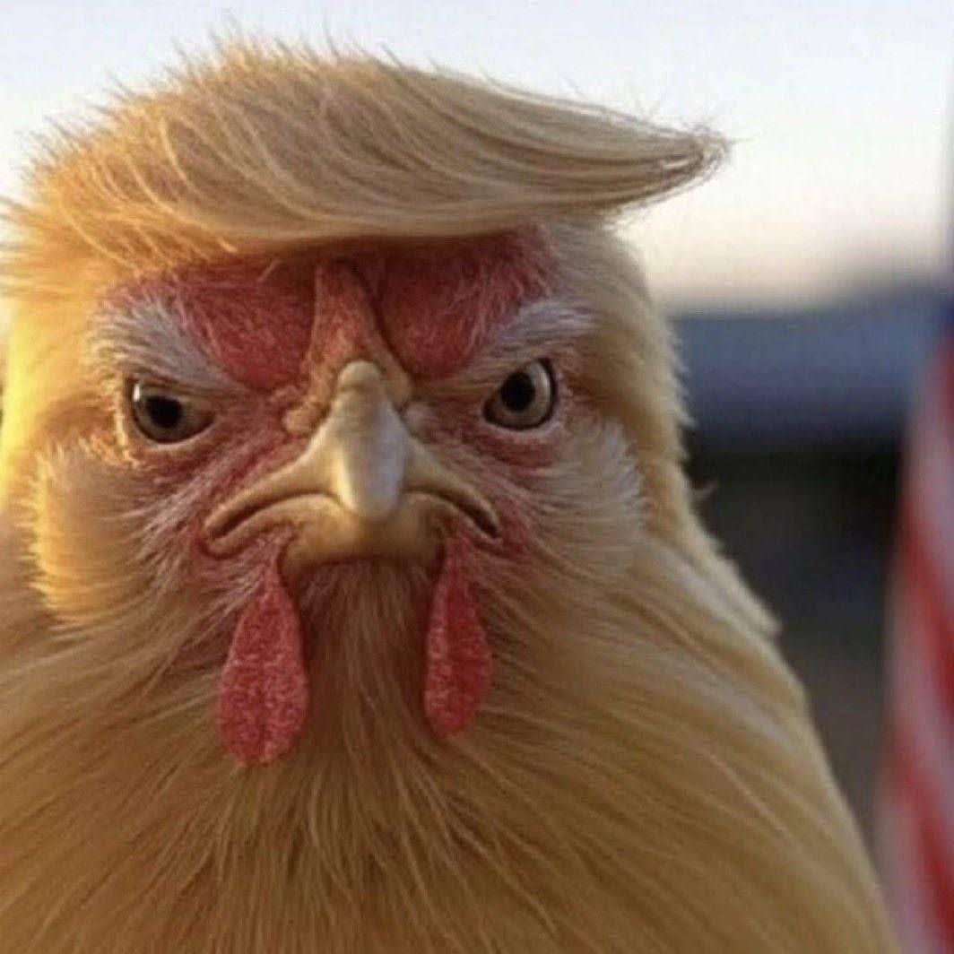 TACO Blank Meme Template