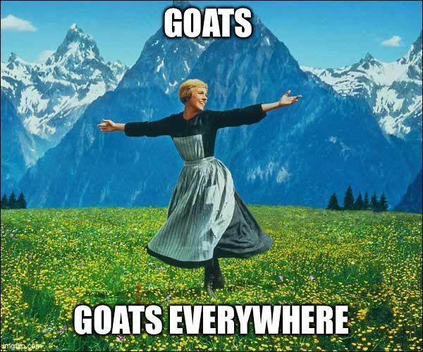 Goats everywhere | Goats; Goats everywhere | image tagged in goats | made w/ Imgflip meme maker