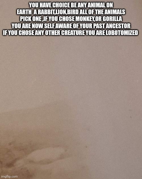 The Test question that makr college's speechless | You have choice be any animal on earth  a rabbit,lion,bird all of the animals pick one ,if you chose monkey,or gorilla you are now self aware of your past ancestor if you chose any other creature you are lobotomized | made w/ Imgflip meme maker