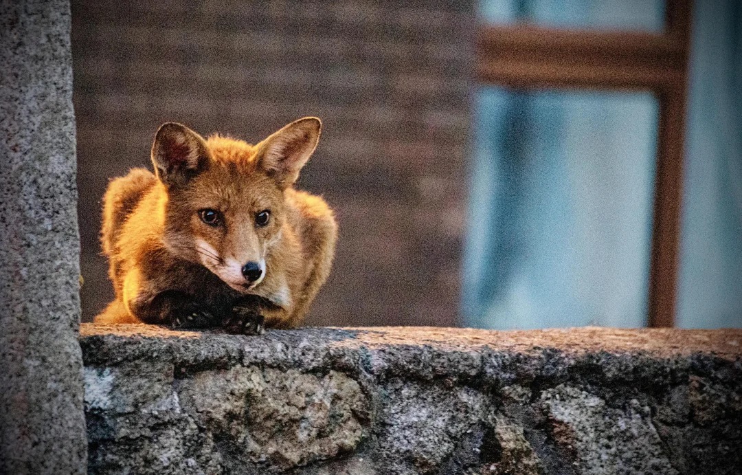 Fox is watching Blank Meme Template